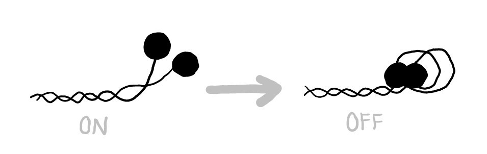 Myosin can adopt an autoinhibited state by folding its head domains back and docking them onto S2. Myosin can adopt an autoinhibited state by folding its head domains back and docking them onto S2.