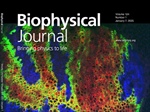 A Weakening of RNA-Protein Interactions in Aging Condensates Leads to the Formation of Multiphase Condensates